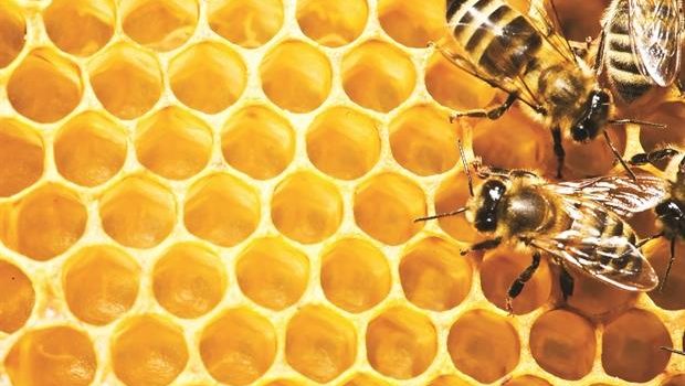 Άρθρο: Iστορία της μελισσοκομίας